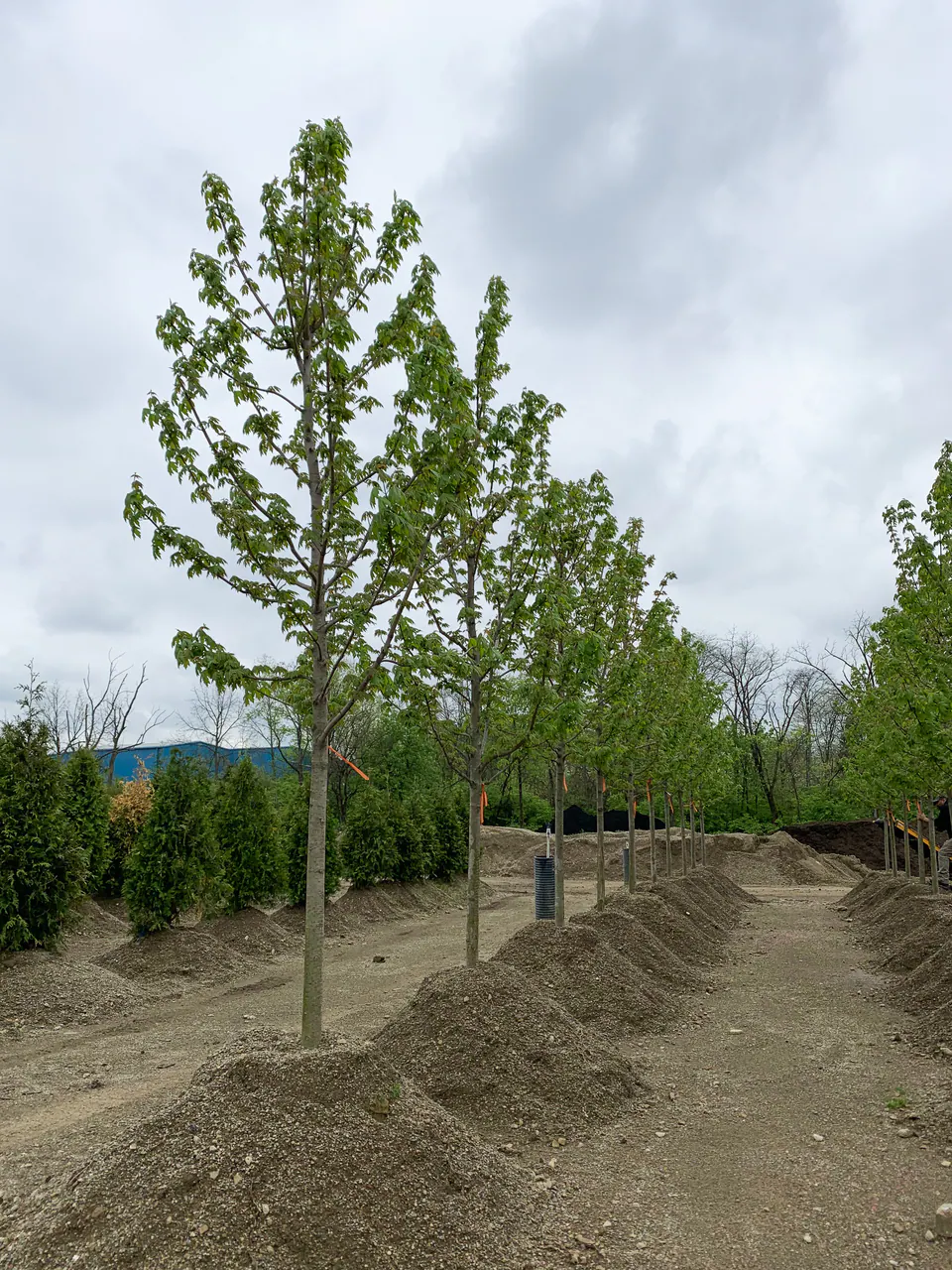 Young nursery trees staged in rows along a prepared soil lane